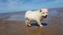 CKc Registered Chow Chow Puppies***text (437) 370-5674