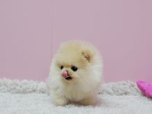 dorable Creme Brulee ~ Precious Pomeranian **** Text (437) 370-5674