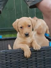 Excellent Pedigree Labrador Puppies For Sale****text (437) 370-5674