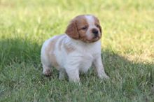 Gorgeous Brittany spaniel Puppies For Sale text (437) 370-5674