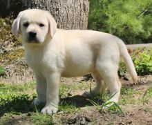 Gorgeous Labrador Puppies text (437) 370-5674