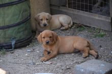Great Litter Of Kc Registered Labrador Puppies text (437) 370-5674