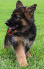 Hinesonhaus Reg'd German Shepherds Of Distinction**** text (437) 370-5674