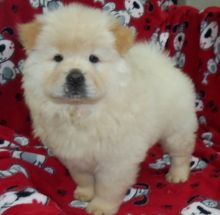 Kc Registered Chow Chow Pups****text (437) 370-5674