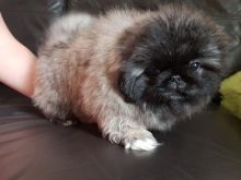 Kc Registered Pekingese Puppies @@@@ text (437) 370-5674