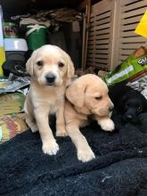 Labrador Retriever Puppies For Sale text (437) 370-5674