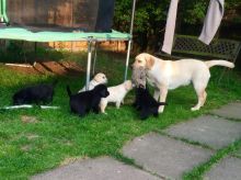 Outstanding Litter Of Labrador Puppies For Sale text (437) 370-5674