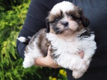 Pure Breed Shih Tzu Puppies For Sale****& text (437) 370-5674