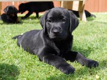 Quality Black Labrador Puppies***text (437) 370-5674