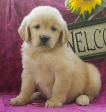 Very Sweet Golden Retriever Girl! K.c. Reg ****text (437) 370-5674