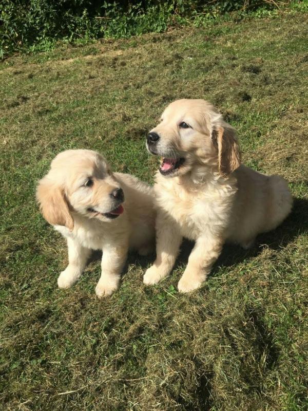 2 Beautiful Golden Retriever Puppies **** text (437) 370-5674 Image eClassifieds4u