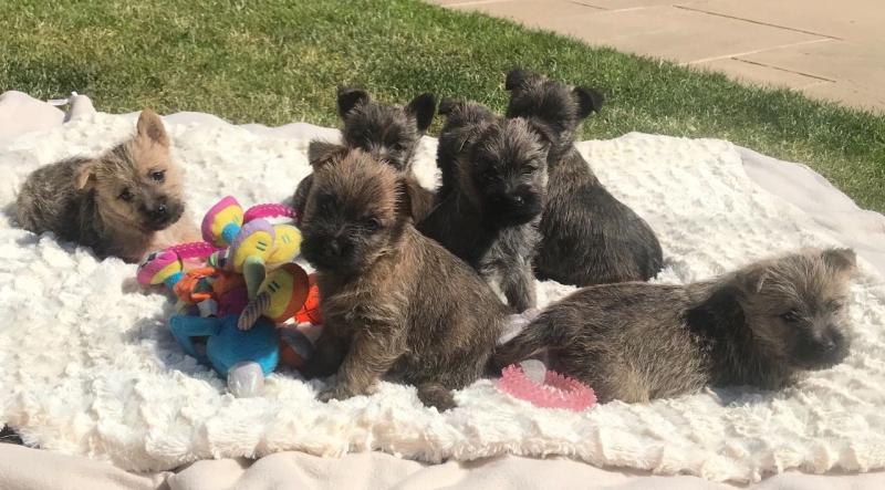 Adorable Cairn Terrier Puppies text (437) 370-5674 Image eClassifieds4u