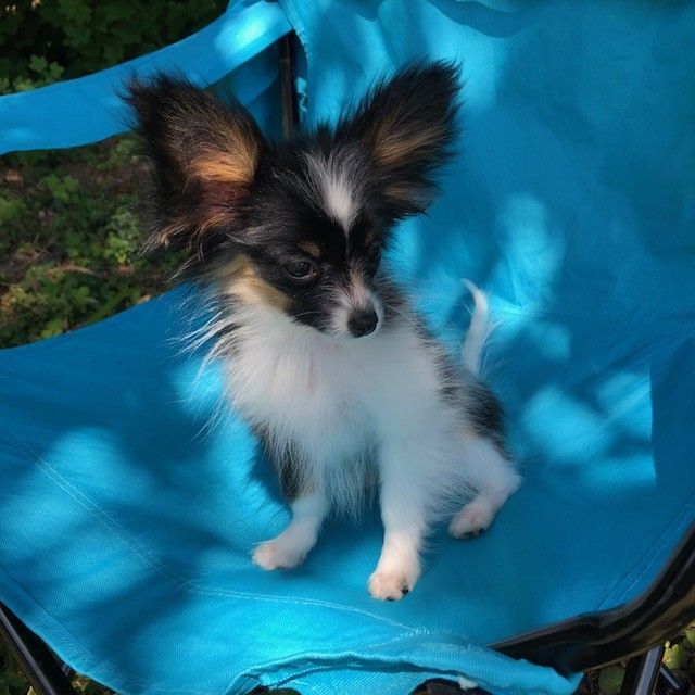 Adorable Handbag Size Papillon @@@**** text (437) 370-5674 Image eClassifieds4u