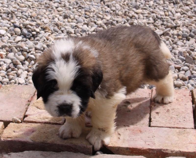 Adorable St.bernard Puppies text (437) 370-5674 Image eClassifieds4u