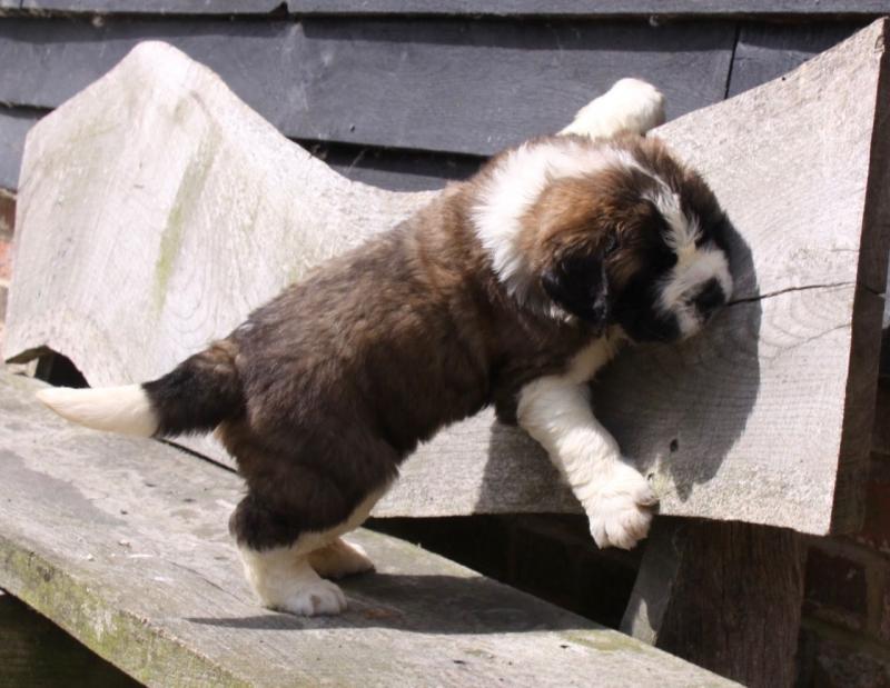 Adorable St.bernard Puppies text (437) 370-5674 Image eClassifieds4u