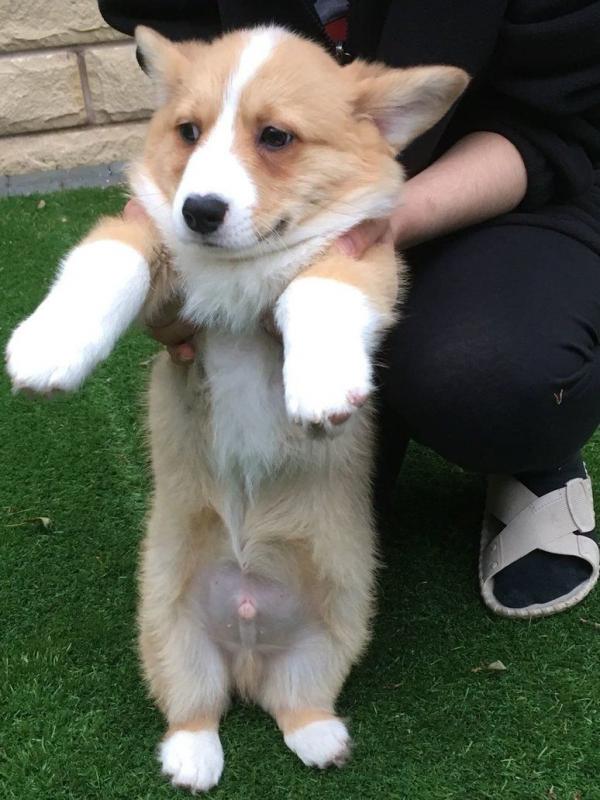 Beautiful Pembroke welsh Corgi Puppies @@**** text (437) 370-5674 Image eClassifieds4u