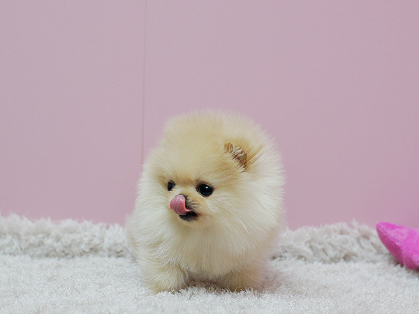 dorable Creme Brulee ~ Precious Pomeranian **** Text (437) 370-5674 Image eClassifieds4u