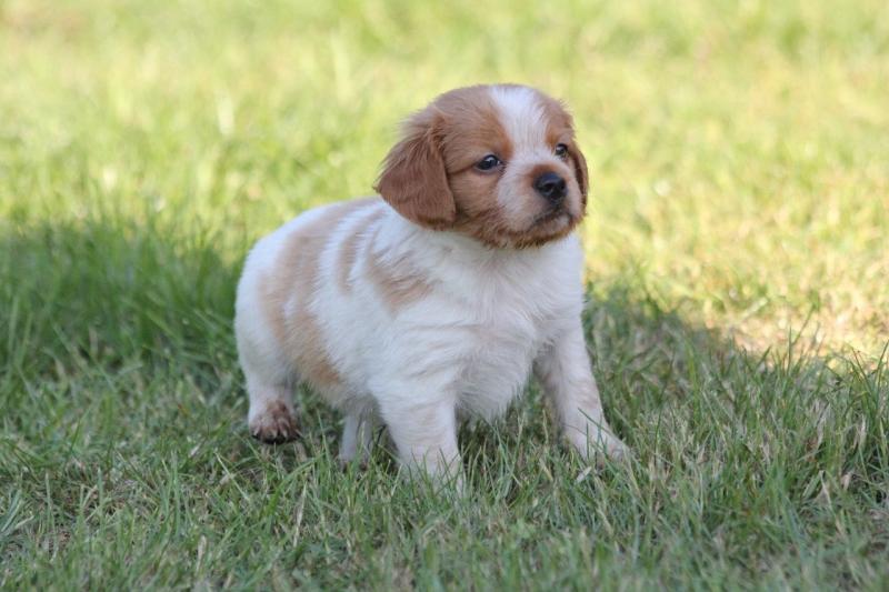 Gorgeous Brittany spaniel Puppies For Sale text (437) 370-5674 Image eClassifieds4u