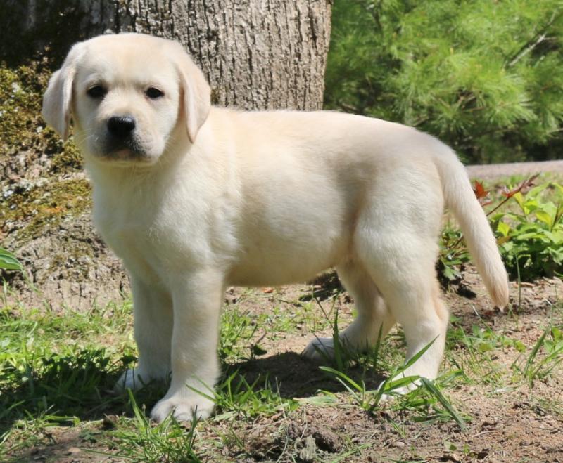 Gorgeous Labrador Puppies text (437) 370-5674 Image eClassifieds4u
