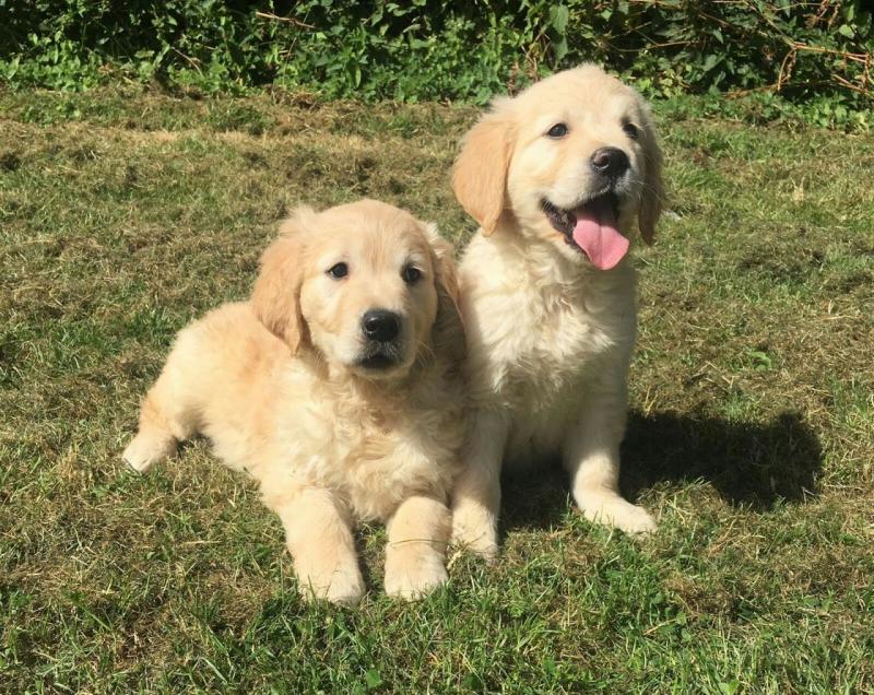 Kc Reg Golden Retriever Puppies****text (437) 370-5674 Image eClassifieds4u