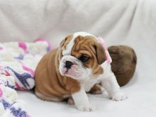 Beautiful amazing English Bulldog Available! So precious! - text (437) 370-5674 Image eClassifieds4U