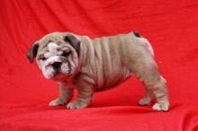 Adorable, Amazing English Bulldog Puppy Available! Superior Quality! text (437) 370-5674 Image eClassifieds4u 2
