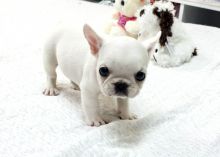 Adorable Baby Jordan Mini French Bulldog text (437) 370-5674 Image eClassifieds4U