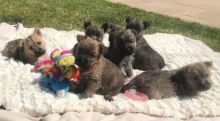 Adorable Cairn Terrier Puppies text (437) 370-5674 Image eClassifieds4u 2