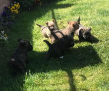 Adorable Cairn Terrier Puppies text (437) 370-5674 Image eClassifieds4u 1