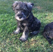 Adorable Minature Schnauzer Puppies text (437) 370-5674 Image eClassifieds4U