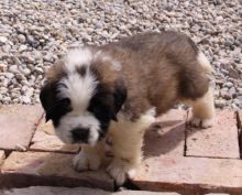 Adorable St.bernard Puppies text (437) 370-5674 Image eClassifieds4u 2