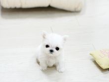 Adorable Tinkerbelle Micro teacup maltese available **** Text (437) 370-5674 Image eClassifieds4U