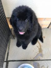 Beautiful Newfoundland Puppies text (437) 370-5674 Image eClassifieds4u 2