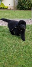 Beautiful Newfoundland Puppies text (437) 370-5674 Image eClassifieds4u 1