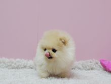 dorable Creme Brulee ~ Precious Pomeranian **** Text (437) 370-5674 Image eClassifieds4U