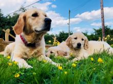 Glorious Golden Retriever Puppies text (437) 370-5674 Image eClassifieds4U