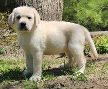 Gorgeous Labrador Puppies text (437) 370-5674 Image eClassifieds4U