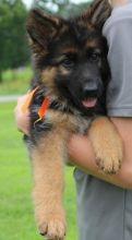 Hinesonhaus Reg'd German Shepherds Of Distinction**** text (437) 370-5674 Image eClassifieds4u 2