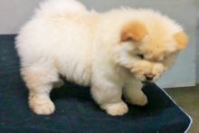 Kc Reg Show Quality Pups Champion Bloodlines ****text (437) 370-5674 Image eClassifieds4U