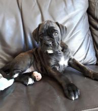 Quality 5th Generation Boxer Puppies**** text (437) 370-5674 Image eClassifieds4U