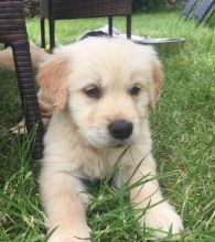 Stunning Golden Retriever Pups****text (437) 370-5674 Image eClassifieds4U