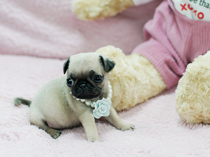 Miss Lil Love Bug teacup Pug puppies available text (437) 370-5674 Image eClassifieds4u