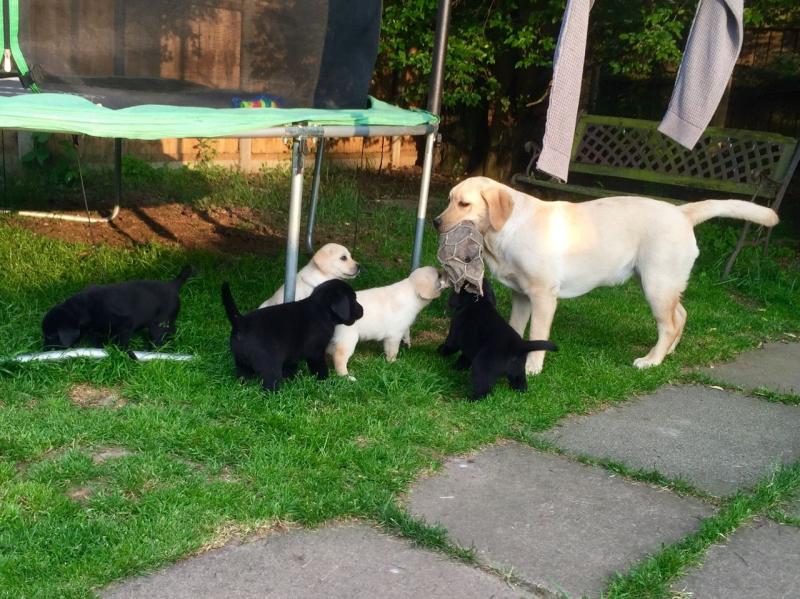 Outstanding Litter Of Labrador Puppies For Sale text (437) 370-5674 Image eClassifieds4u