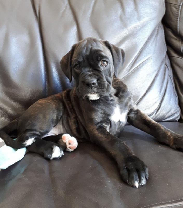 Quality 5th Generation Boxer Puppies**** text (437) 370-5674 Image eClassifieds4u