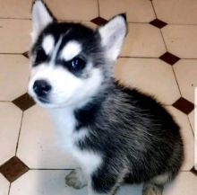 Beautiful Siberian husky puppies.