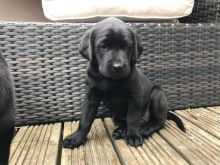 4 Beautiful Kc Registered Black Labrador Pups text (437) 370-5674