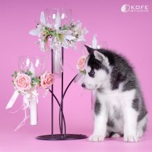 Adorable huskies for Adoption