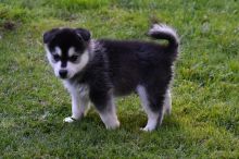 AKC Alaskan Klee Kai Puppies text (437) 370-5674
