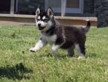 Alaskan Malamute puppies looking for loving homes text (437) 370-5674