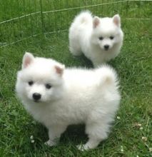 American Eskimo Puppies with vet records.